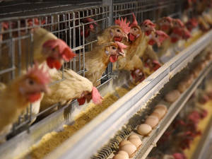 籠中的雞隻啄食飼料，輸送帶上有雞蛋。 — 動物 壁紙
