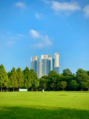 藍天白雲下，綠樹成蔭的公園和遠處的摩天大樓。
