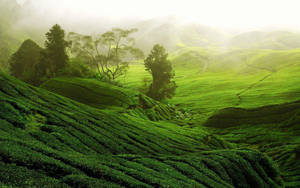 一排排茶樹覆蓋著連綿起伏的山丘，位於日出時分霧氣瀰漫的山谷中。