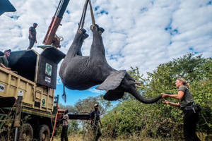 在稀樹草原的野生動物救援行動中，救援人員引導一隻被吊起的小象。