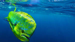 一條色彩繽紛的鬼頭刀魚在清澈的藍色海水中靠近水面滑行。