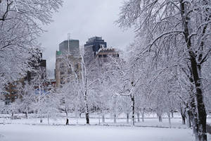 城市公園中白雪覆蓋的樹木，背景是高樓大廈。