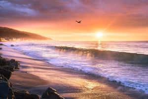 夕陽下的海洋，海浪拍打岩石海灘，一隻鳥在飛翔 — 日出 壁紙