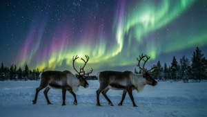 兩隻馴鹿在雪地上行走，上方是色彩繽紛的北極光和星空