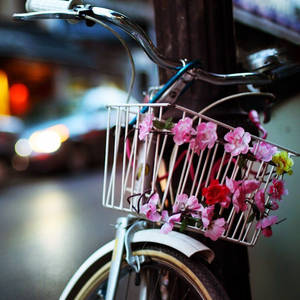一輛自行車，籃子裡有粉紅花朵，夜間停放在城市街道上。