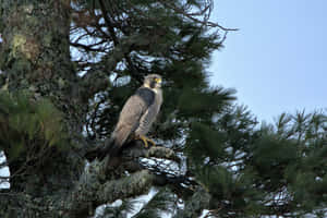 遊隼在白天棲息在松樹枝上