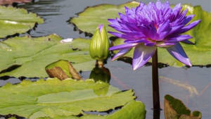 池塘水面睡蓮葉上的紫色睡蓮和綠色花蕾