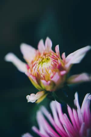 在深色背景上以柔焦呈現的嬌嫩粉黃色菊花。 — 紫色花朵 壁紙