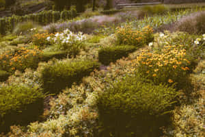 一個充滿活力的花園，在明亮的陽光下充滿了黃色、橙色和白色的花朵和綠色葉子。 — 鄉村風 壁紙
