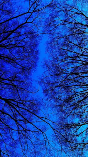 深色樹枝框住深藍色的夜空。 — 簡約藍色美學 壁紙