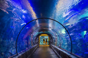 兩個人在藍色水族館中穿過玻璃隧道，周圍是游魚和珊瑚。