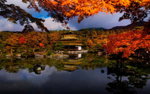 金色寺廟倒映在平靜的水中，鮮豔的秋樹框住場景。