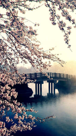 櫻花環繞著一座木橋，橫跨在日出時霧氣瀰漫的水面上。 — 日出 壁紙