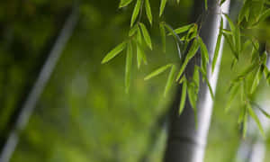 森林中竹葉的特寫，背景柔和模糊。 — 竹 壁紙