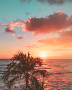 海洋上日落時分的棕櫚樹剪影，天空呈現粉紅色、橙色和藍綠色