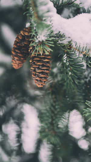 冬季森林中常綠樹枝上覆蓋著雪的松果。