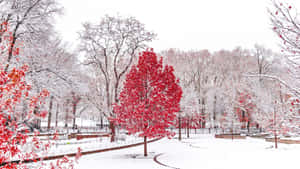 白雪覆蓋的公園，有引人注目的紅樹和蜿蜒小徑。 — 冬日美學 壁紙
