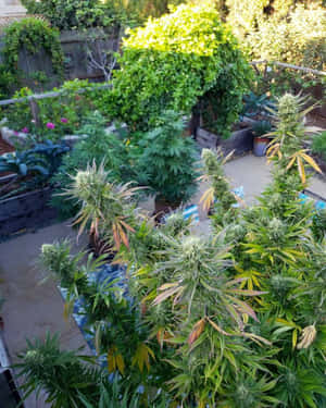 成熟的的大麻植物，在陽光明媚的後院中長出大花蕾。