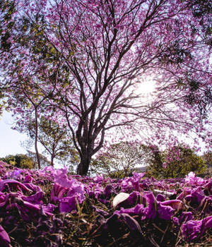 一棵紫色開花樹，陽光穿過樹枝，花瓣覆蓋地面。