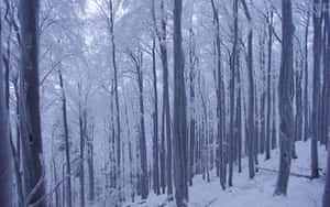 白雪覆蓋的森林，樹木上有霜，在蒼白的冬日天空下