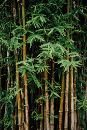 自然光下高大竹莖與綠葉的特寫。 — 森林 壁紙