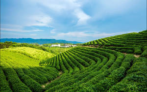 藍天白雲下，起伏山丘上的梯田茶園。