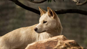 一隻澳洲野狗在自然光下坐在樹枝下的岩石上。 — 動物 壁紙