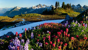 夏季在白雪覆蓋的山間溪流旁盛開的野花。 — 風景動圖 壁紙
