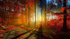 陽光穿過寧靜森林中的紅葉，有一條長滿苔蘚的小徑。 — 秋天 壁紙