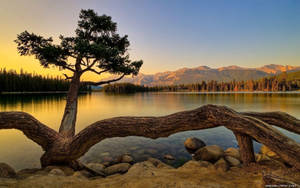 一棵孤獨的樹在湖邊，夕陽西下，背景有山巒，前景有倒下的樹幹。 — 湖景 壁紙