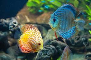 兩條色彩繽紛的七彩神仙魚在水族箱中靠近沉木和植物游動。 — 水下 壁紙