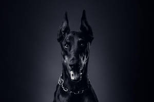 黑色杜賓犬戴著鏈條項圈，在黑暗的工作室中直視觀眾。 — 黑色動態圖 壁紙