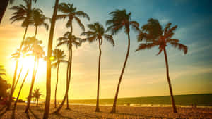 棕櫚樹剪影，映襯著金色夕陽下的沙灘和海浪。 — 樹 壁紙
