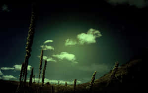 高草在發光的綠色夜空下，伴隨著戲劇性的雲朵。 — 和平 壁紙