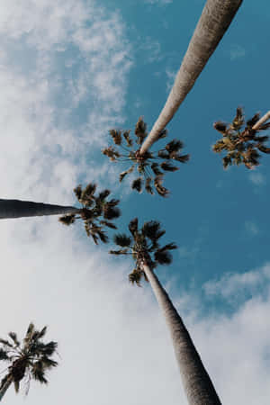 高大的棕櫚樹伸向藍天，點綴著蓬鬆的白雲。 — 棕櫚樹 GIF 壁紙