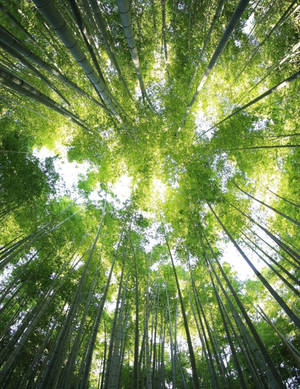 高聳的竹樹形成茂密的綠色樹冠，陽光透過樹葉灑落。 — 樹 壁紙