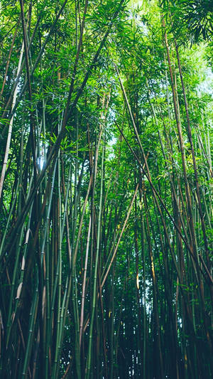 高大的竹莖帶著綠葉伸向天空。 — 植物 壁紙