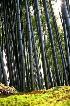 高大的竹樹，陽光穿透，下方苔蘚地面。 — 森林 壁紙