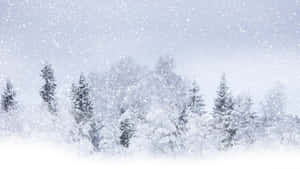 在寂靜的冬日森林中，積雪的常綠樹在飄雪下矗立。