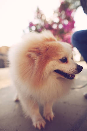 一隻毛茸茸的奶油色博美犬站在戶外柔和陽光下。