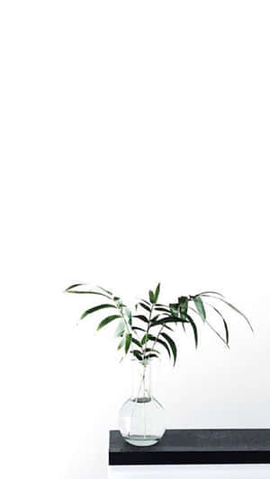 玻璃花瓶配綠葉放在黑色層架上，背景為白色牆壁