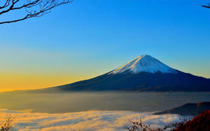 富士山在日出時聳立於雲海之上，由光禿的樹枝框住。