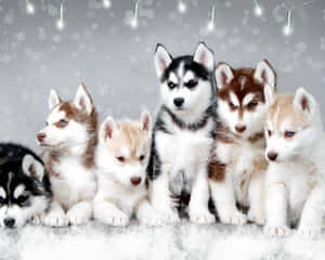 六隻哈士奇幼犬坐在雪中，燈串下