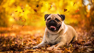 一隻微笑的巴哥犬在森林中落葉間休息。