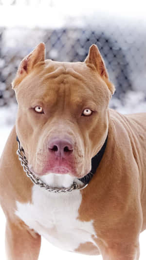 肌肉發達的棕褐色比特犬，白色胸口，戴著鏈條項圈，站在雪中。 — 狗 壁紙