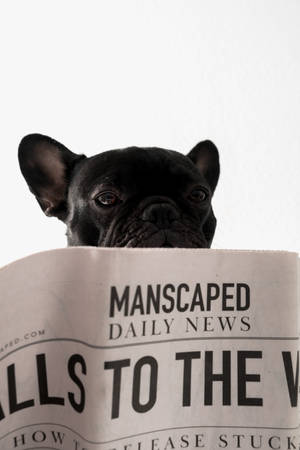 黑色法國鬥牛犬從一份帶有「Manscaped Daily News」標題嘅報紙上面偷睇。