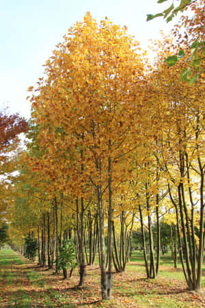 公園裡一排排金黃色的秋樹，草地上散落著落葉。