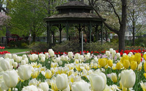陽光公園中色彩繽紛的鬱金香花園和木製涼亭。