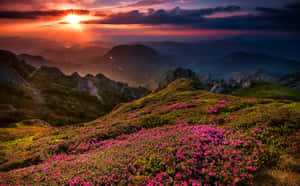 夕陽下的山脈，前景有粉紅色野花 — 美麗的日落動畫 壁紙