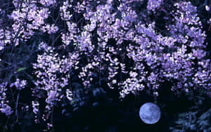 紫色櫻花在夜晚懸掛在滿月之上。
